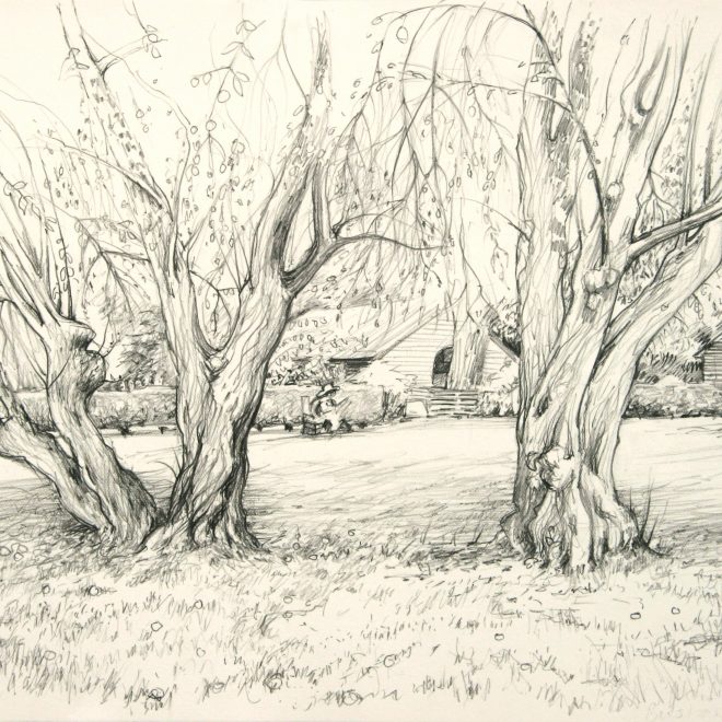 Ancient Mirabelle Trees (Ann Brown)