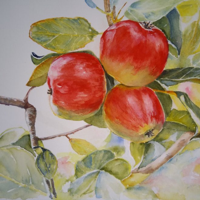 Apples (Barbara Hope)