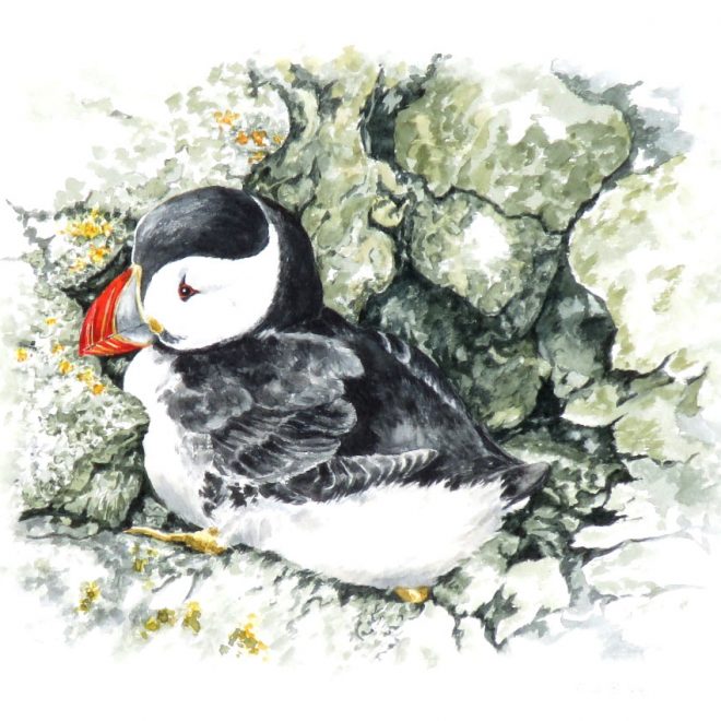 Atlantic Puffin (Ann Biggs)