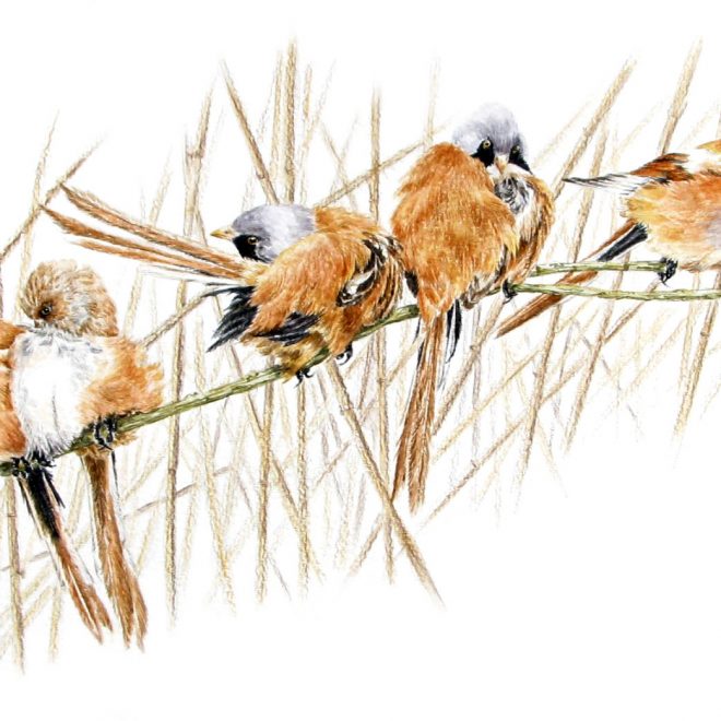 Bearded Reedlings (Ann Biggs)