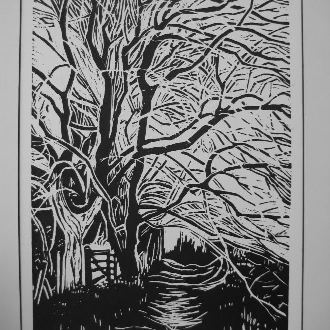 Beech Trees (Liz Beardwell)