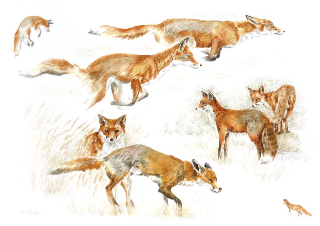 Foxes(Ann Biggs)