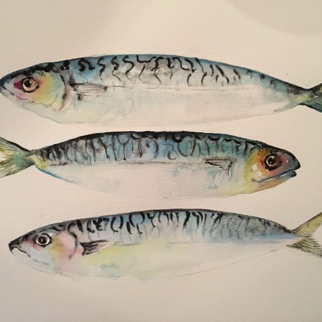 Norfolk Mackerel (Helen Clarke)