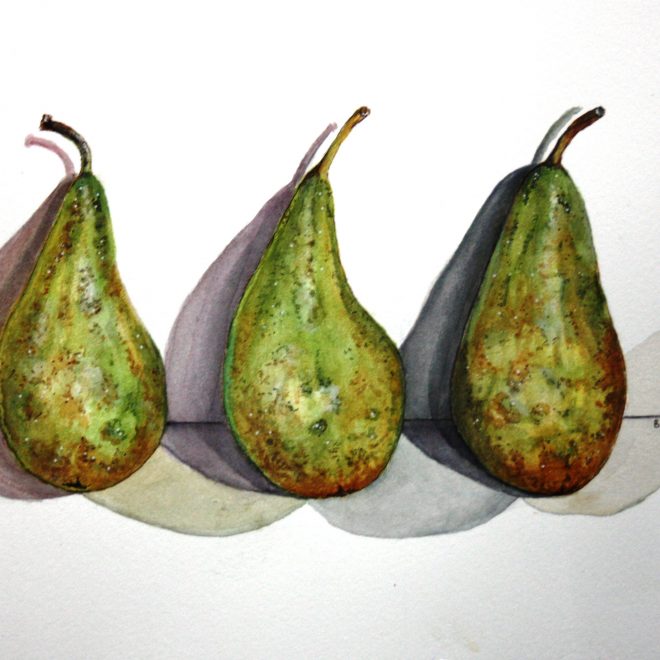 Pears (Barbara Hope)