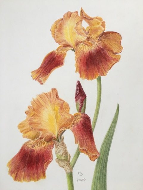 Red Iris (Veronica Sutherland)