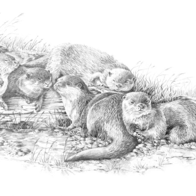 Short Clawed Otters (Ann Biggs)