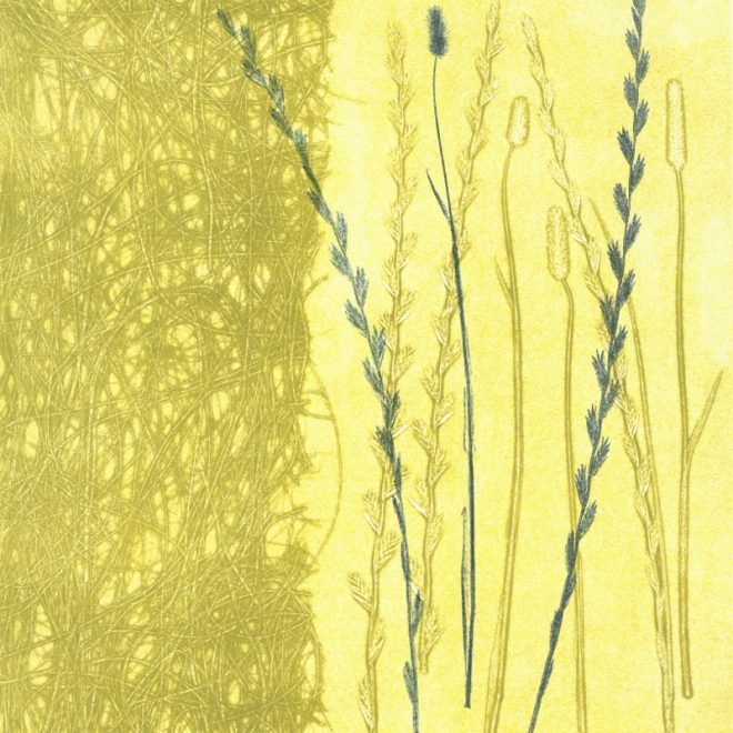 Tangled grasses (Anna Pye)