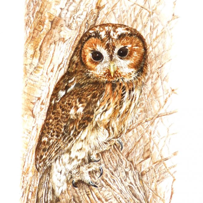 Tawny Owl (Ann Biggs)