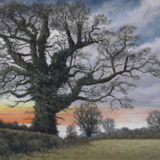 The Oak in Winter (Colin Hayes)