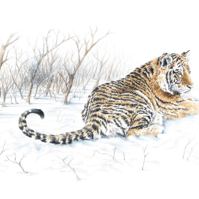 Tiger in Snow (Ann Biggs)