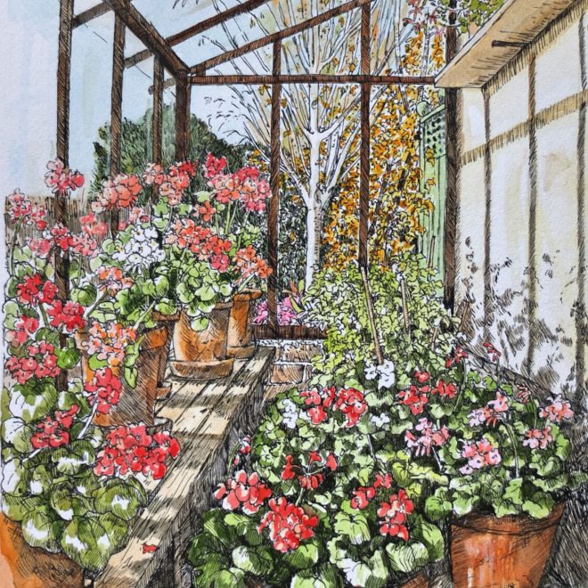 Wintering geraniums (Fran Godwood)