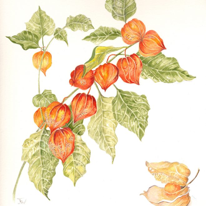 Physalis-(Jenny-Wilson)