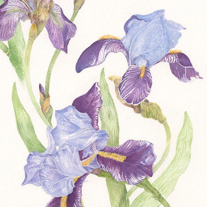 Purple-Iris-(Jenny-Wilson)