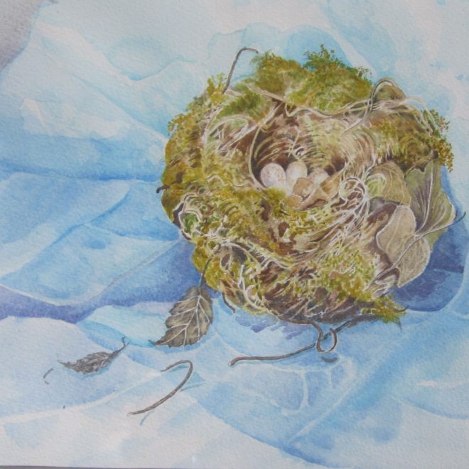 Robin's-nest-(Jenny-Wilson)