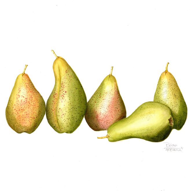 5-Pears-(Brian-Fromant)