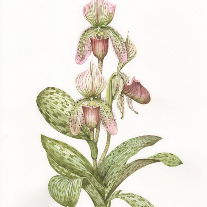 Orchid-Paph-callosum-(Brian-Fromant)