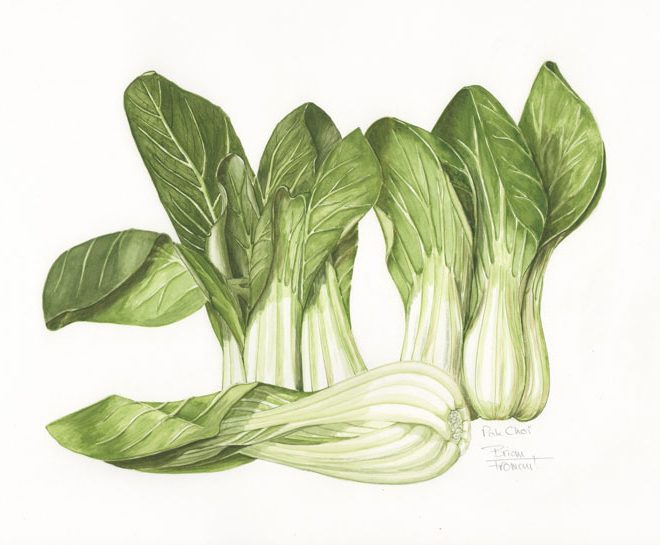 Pak-Choi-(Brian-Fromant)