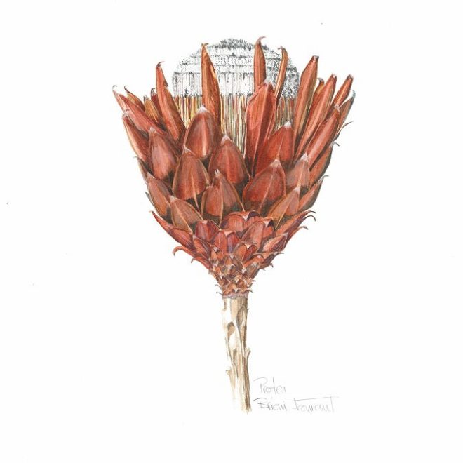 Protea-(Brian-Fromant)