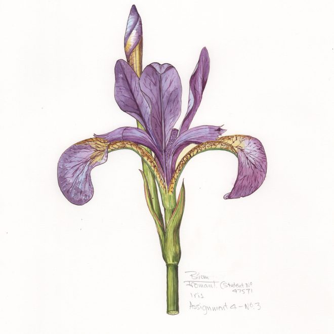 Siberian-Iris-(Brian-Fromant)