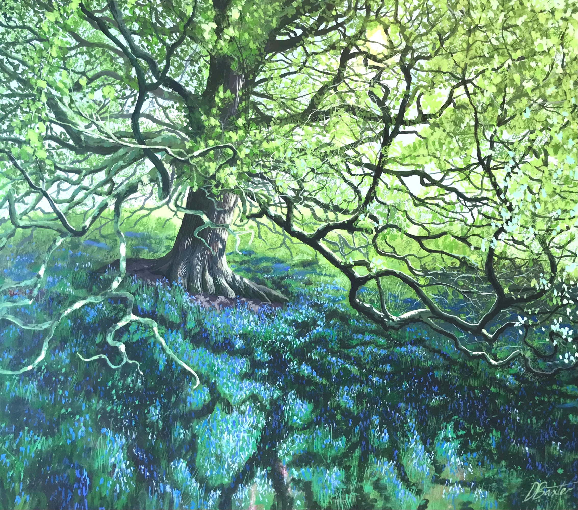 Oak Tree Bluebells (Debbie Baxter)