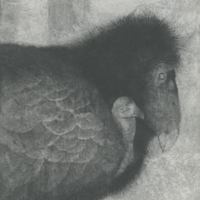 California Condor (Sachiko Purser)