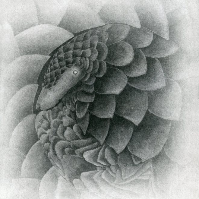 Pangolin (Sachiko Purser)