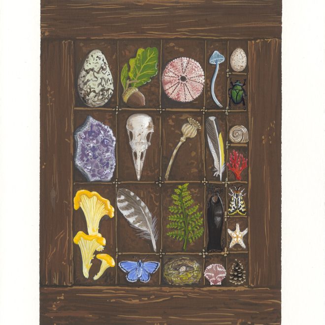 A Naturalists Curio Tray (Jessica Hutchinson)