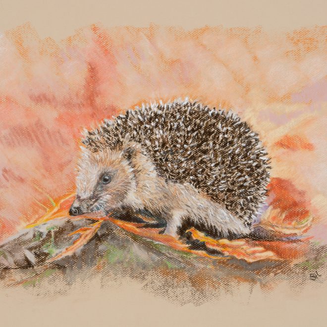 Autumn Hedgehog - Sarah Hutchinson