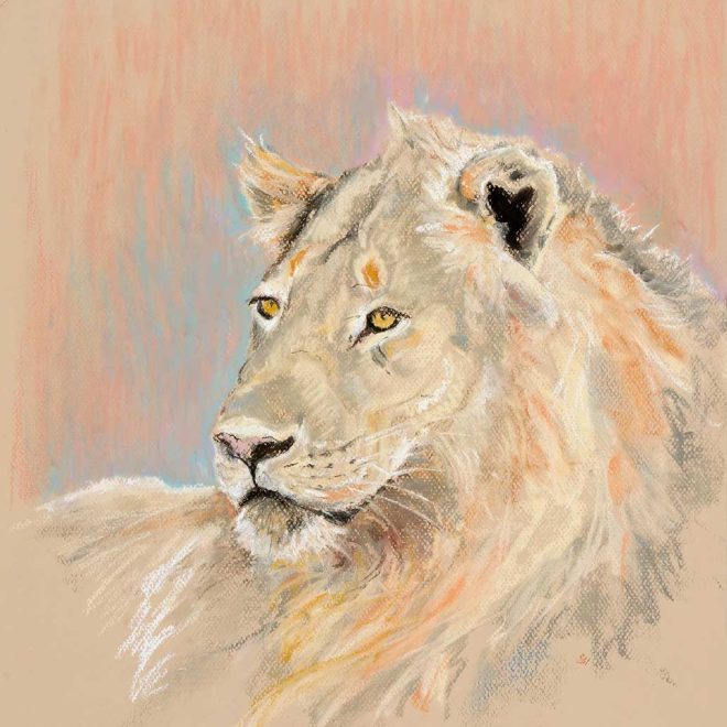 Evening Lion - Sarah Hutchinson