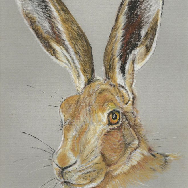 Hare - Sarah Hutchinson