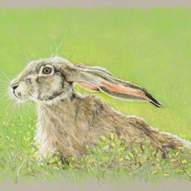 Hare in Alfalfa - Sarah Hutchinson