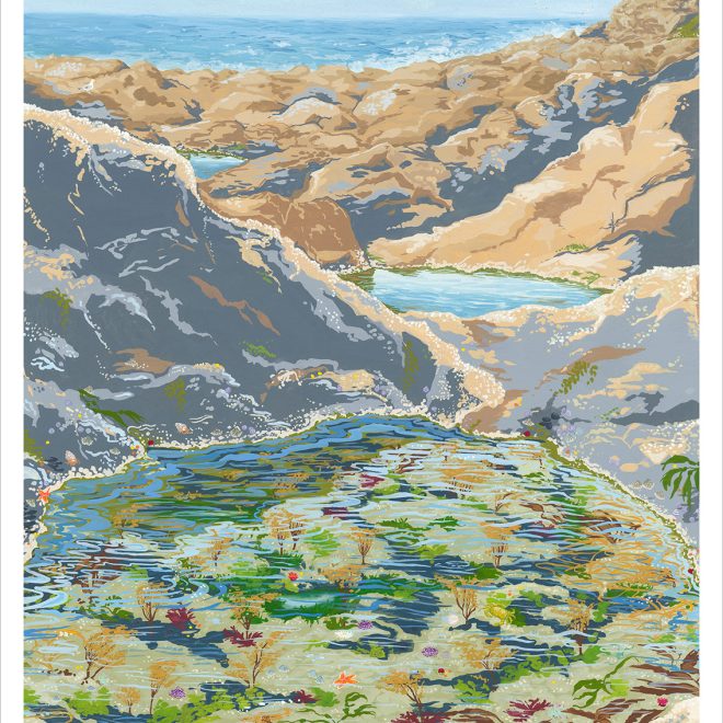 Hidden Treasures of the Cornish Rockpools (Jessica Hutchinson)