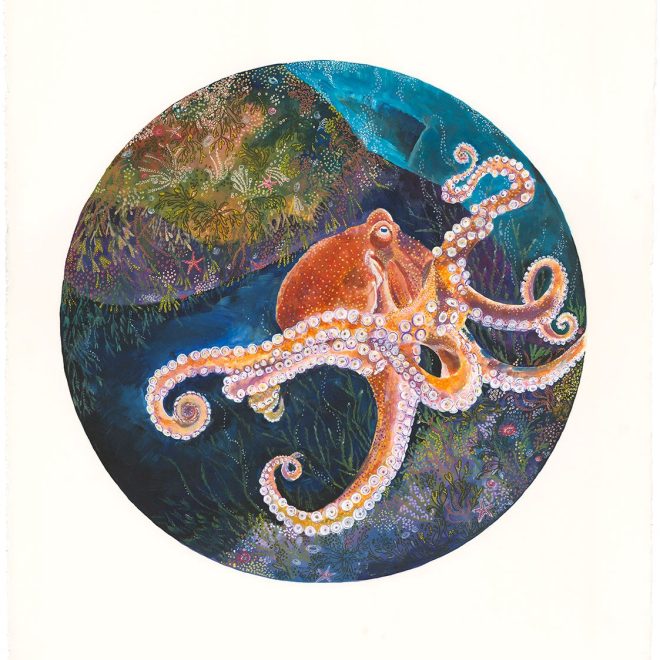 Rockpools Revealed Octopus Study - Sarah Hutchinson