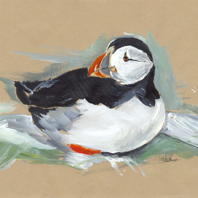 Sitting Puffin - Sarah Hutchinson