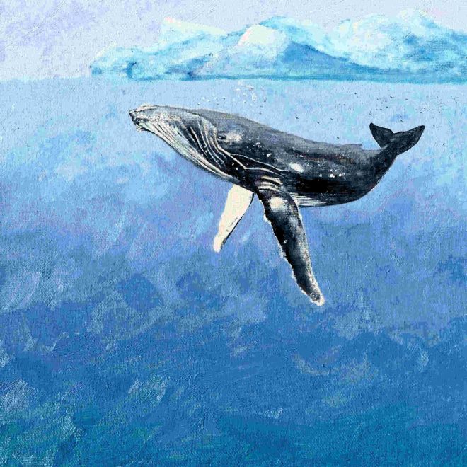 Cool humpback (Paul Rodhouse)