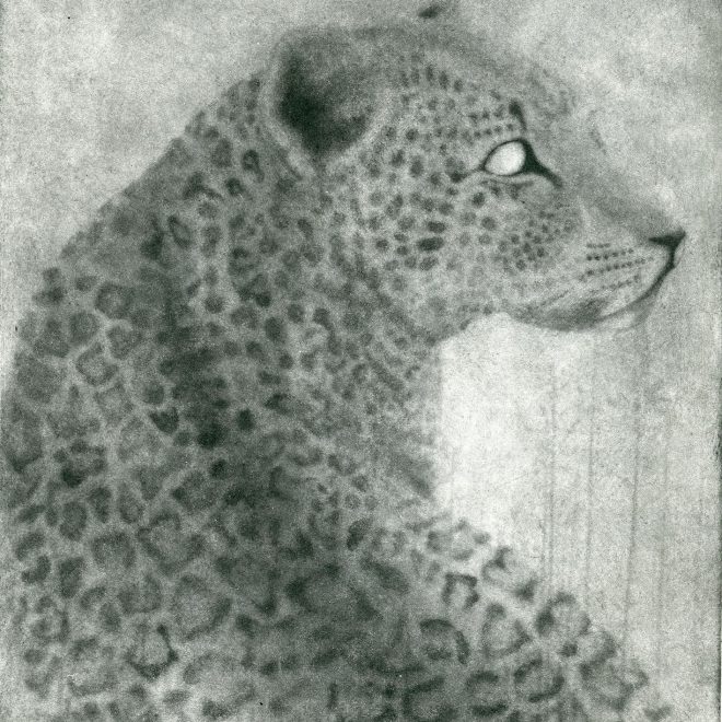 Amur Leopard (Sachiko Purser)