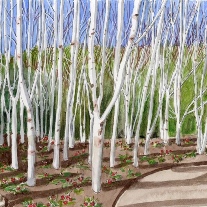 Anglesey Abbey Gardens (Sue Smith)