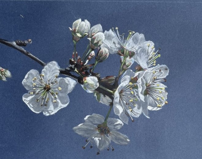 Blossoms (Charlotte Bedingfeld)