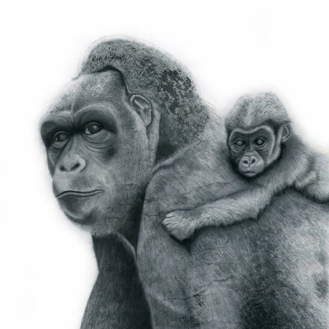 Cross rive Gorilla (Sachiko Purser)