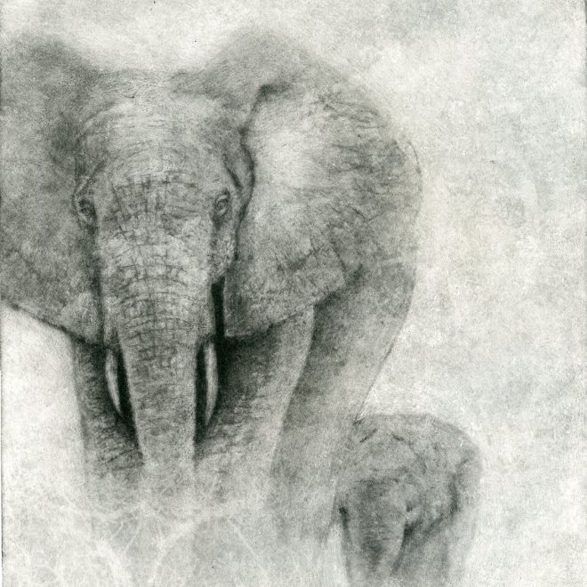 Forest Elephant Sachiko Purser