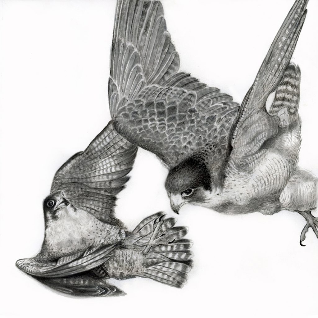 Peregrine falcon (Sachiko purser)