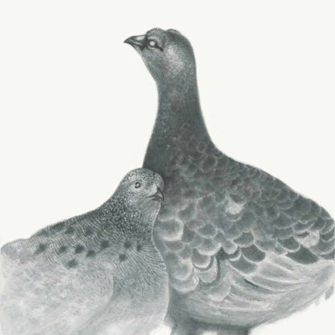 Ptarmigan (Sachiko Purser). jpg