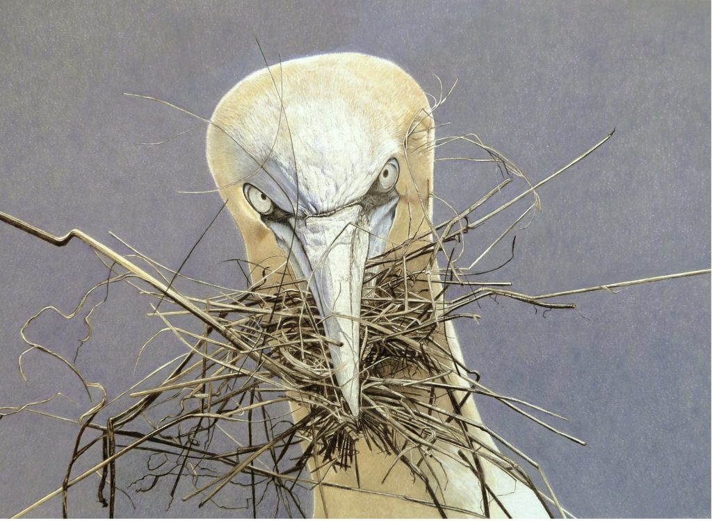 Gannet Leave my twigs alone (Angela Garrod)