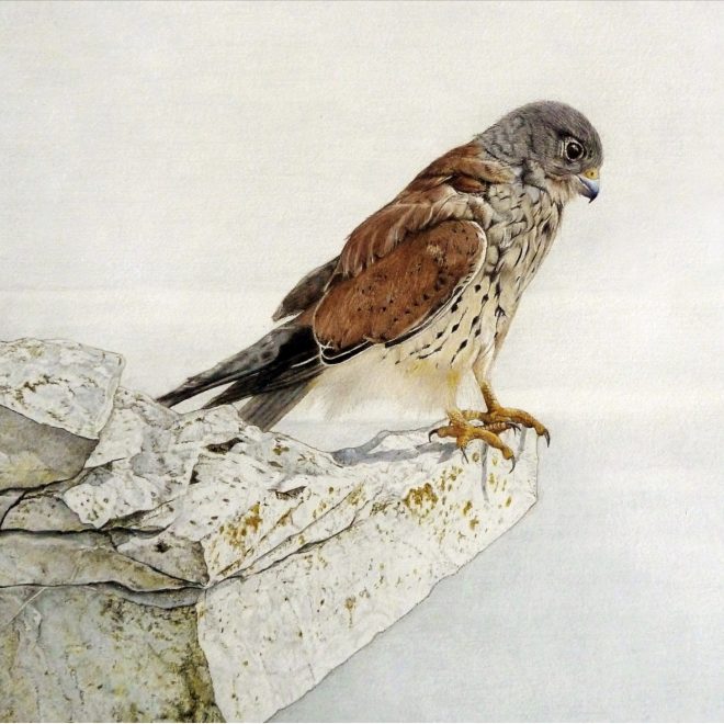 Kestrel (Angela Garrod)