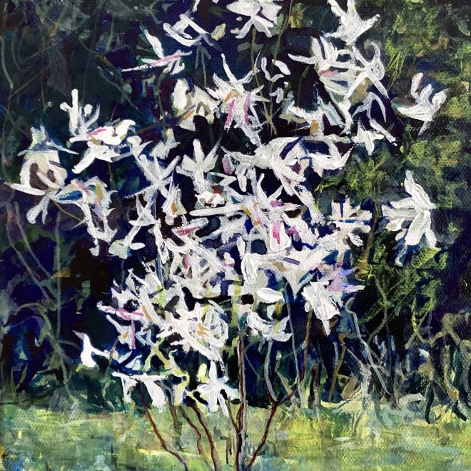 Magnolia lighting up the Evening (Susan Osborne)