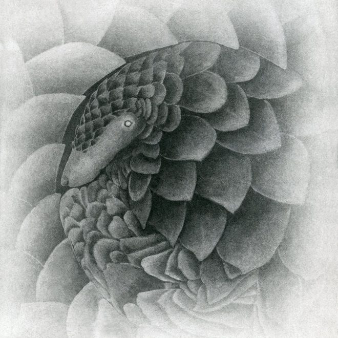 Pangolin (Sachiko Purser)