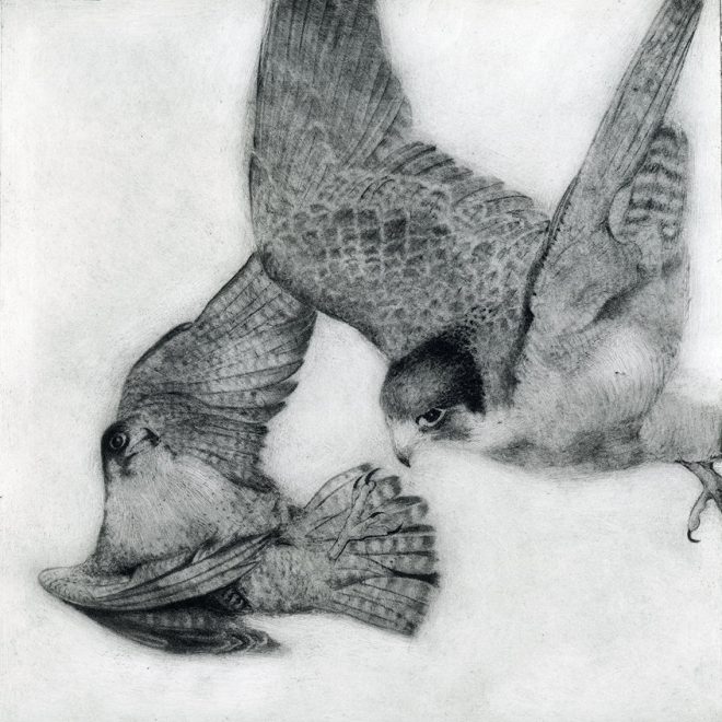 Peregrine Falcon (Sachiko Purser)