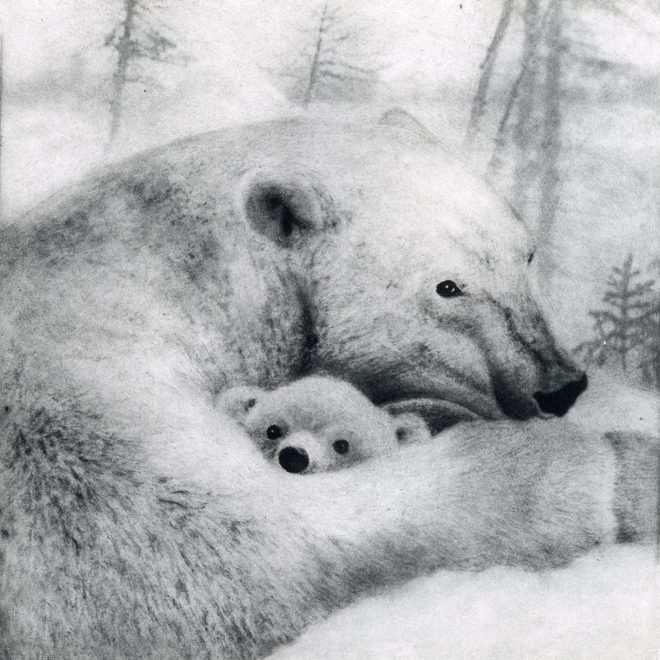 Polar Bear (Sachiko Purser)