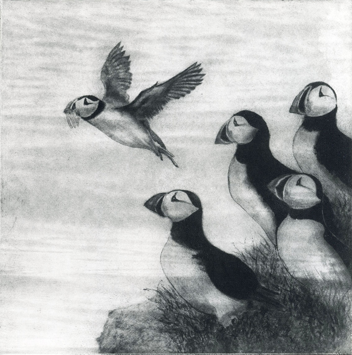 Puffin (Sachiko Purser)