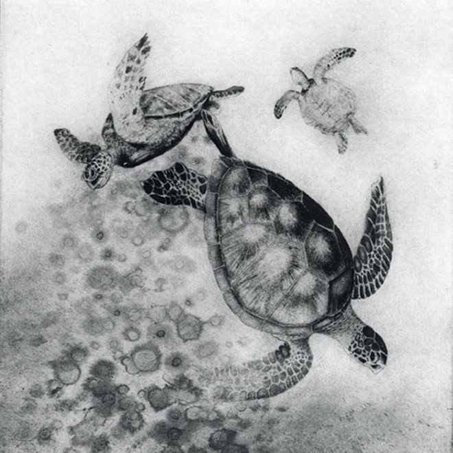 Sea turtle (Sachiko Purser)